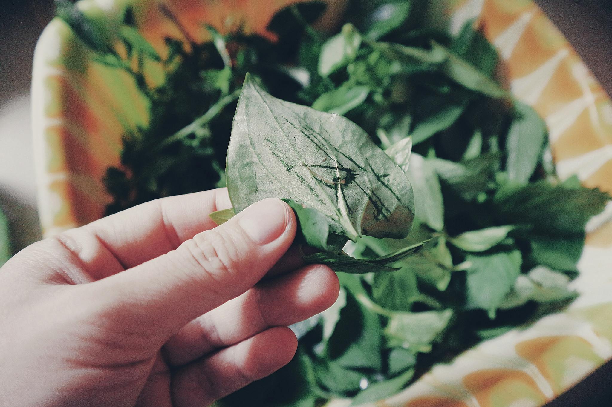 Close-up of a hand holding a green leaf with blurred leafy background. Ideal for food and health concepts.