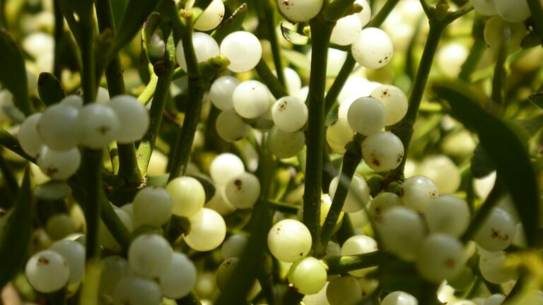 Mistletoe Therapy for Cancer: My Experience, the Science, and Why the UK Needs to Catch Up cover